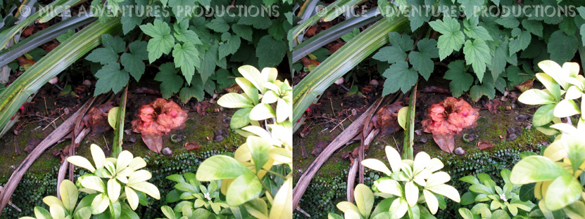 2006_March 8_Decay 3D nap