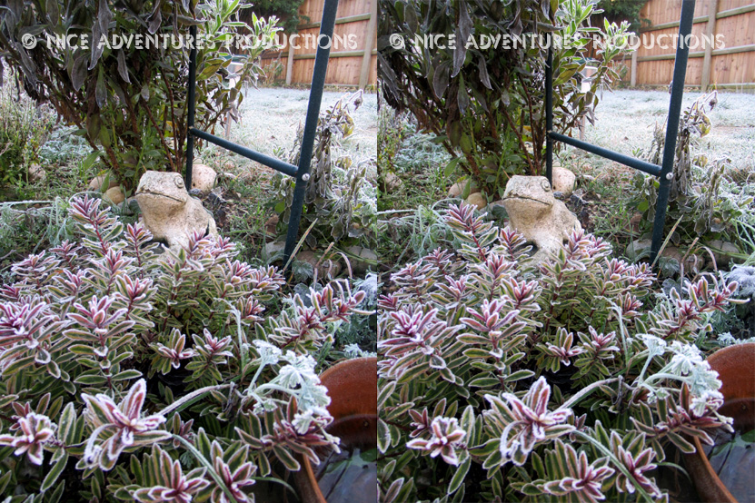 2018_Dec 25_Frosty Garden 1 3D nap