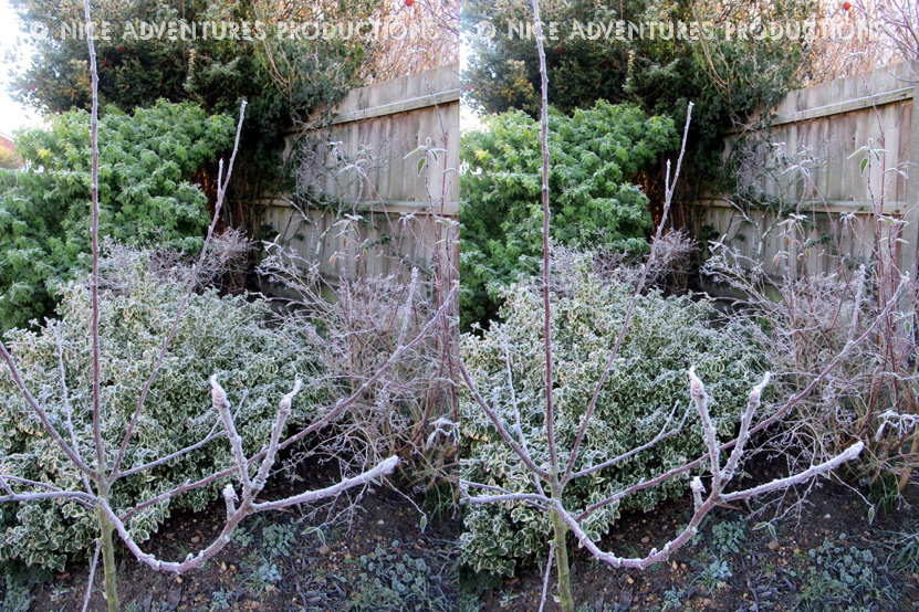 2018_Dec 25_Frosty Garden 2 3D nap